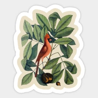 Cardinal Bird Vintage Illustration Sticker